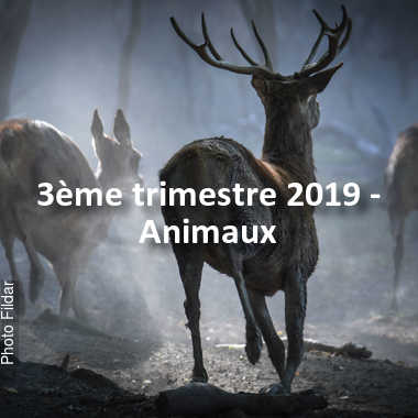 fotoduelo 3ème trimestre 2019 - Animaux