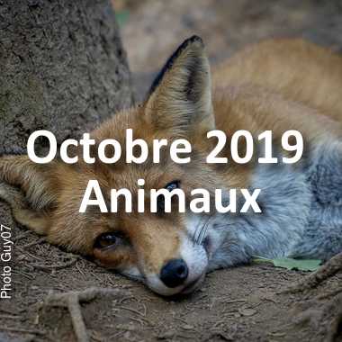 fotoduelo Octobre 2019 - Animaux