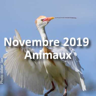fotoduelo Novembre 2019 - Animaux