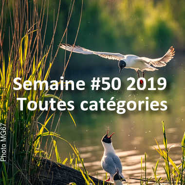 fotoduelo Semaine #50 2019 - Toutes catégories
