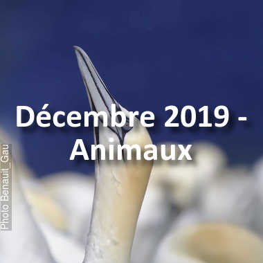 fotoduelo Décembre 2019 - Animaux