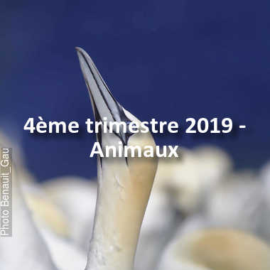 fotoduelo 4ème trimestre 2019 - Animaux