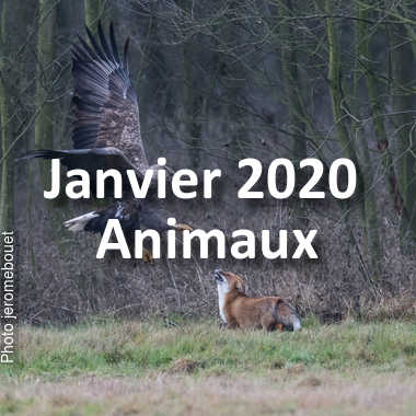 fotoduelo Janvier 2020 - Animaux