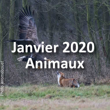 fotoduelo Janvier 2020 - Animaux
