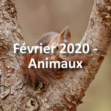 fotoduelo Février 2020 - Animaux