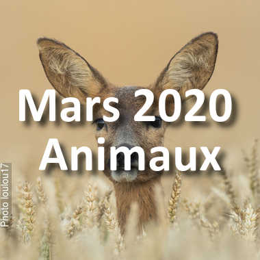 fotoduelo Mars 2020 - Animaux