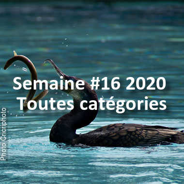 fotoduelo Semaine #16 2020 - Toutes catégories