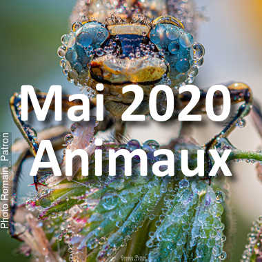 fotoduelo Mai 2020 - Animaux