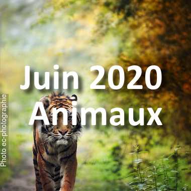 fotoduelo Juin 2020 - Animaux