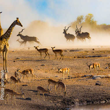 fotoduelo Février 2017 - Animaux