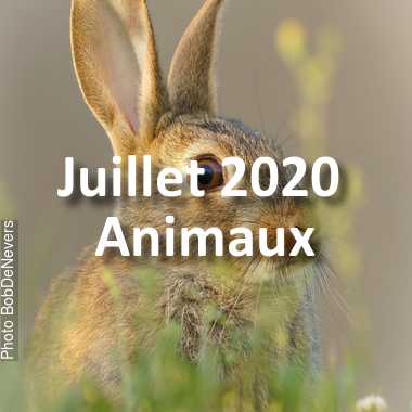 fotoduelo Juillet 2020 - Animaux