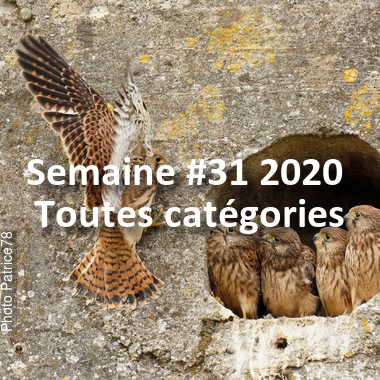 fotoduelo Semaine #31 2020 - Toutes catégories