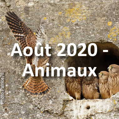fotoduelo Août 2020 - Animaux