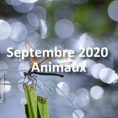 fotoduelo Septembre 2020 - Animaux