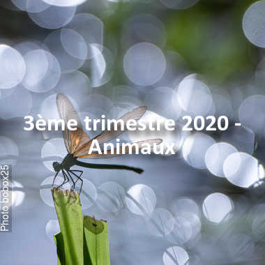 fotoduelo 3ème trimestre 2020 - Animaux