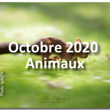 fotoduelo Octobre 2020 - Animaux