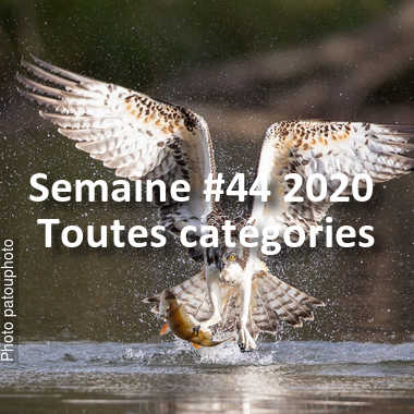 fotoduelo Semaine #44 2020 - Toutes catégories
