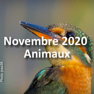 fotoduelo Novembre 2020 - Animaux