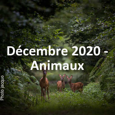 fotoduelo Décembre 2020 - Animaux