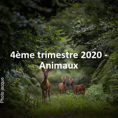 fotoduelo 4ème trimestre 2020 - Animaux