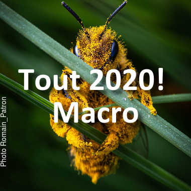 fotoduelo Tout 2020! - Macro