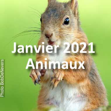 fotoduelo Janvier 2021 - Animaux