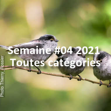 fotoduelo Semaine #04 2021 - Toutes catégories