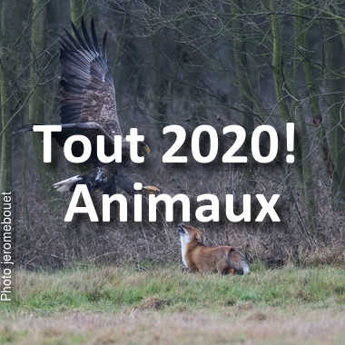 fotoduelo Tout 2020! - Animaux