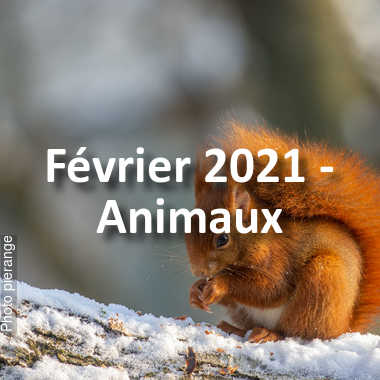 fotoduelo Février 2021 - Animaux