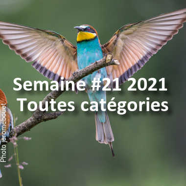fotoduelo Semaine #21 2021 - Toutes catégories