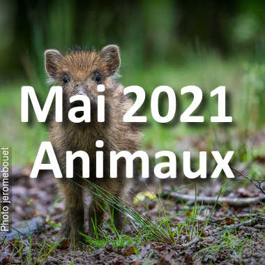 fotoduelo Mai 2021 - Animaux