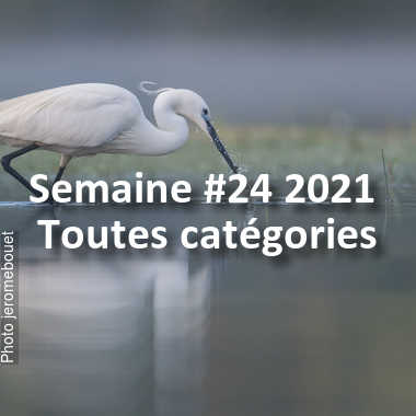 fotoduelo Semaine #24 2021 - Toutes catégories
