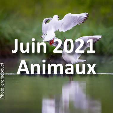 fotoduelo Juin 2021 - Animaux