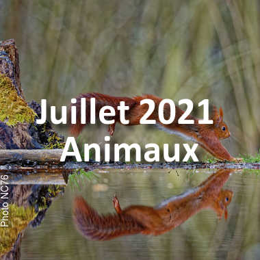 fotoduelo Juillet 2021 - Animaux