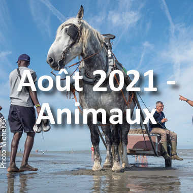 fotoduelo Août 2021 - Animaux