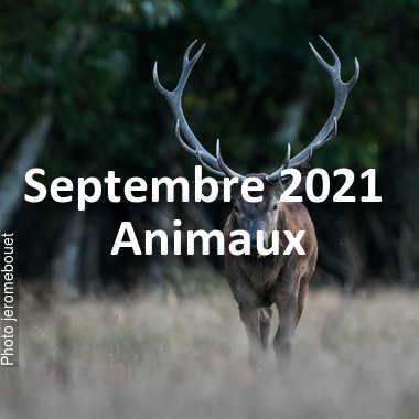 fotoduelo Septembre 2021 - Animaux