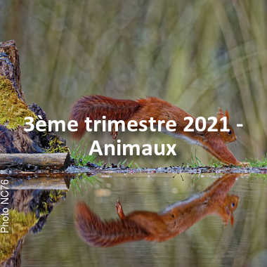 fotoduelo 3ème trimestre 2021 - Animaux