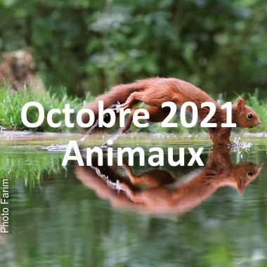 fotoduelo Octobre 2021 - Animaux