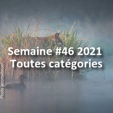 fotoduelo Semaine #46 2021 - Toutes catégories