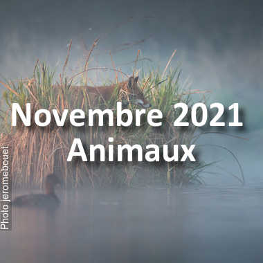 fotoduelo Novembre 2021 - Animaux