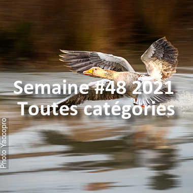 fotoduelo Semaine #48 2021 - Toutes catégories