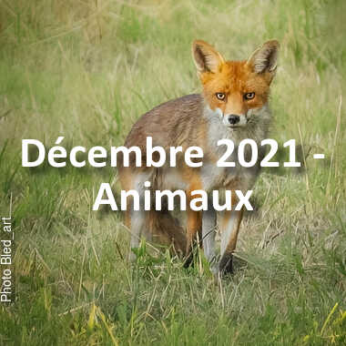 fotoduelo Décembre 2021 - Animaux