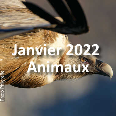 fotoduelo Janvier 2022 - Animaux