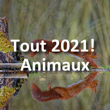 fotoduelo Tout 2021! - Animaux
