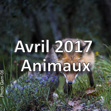 fotoduelo Avril 2017 - Animaux