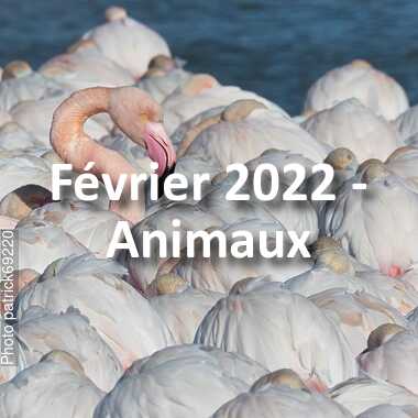 fotoduelo Février 2022 - Animaux