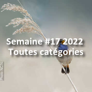 fotoduelo Semaine #17 2022 - Toutes catégories