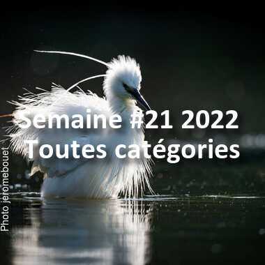 fotoduelo Semaine #21 2022 - Toutes catégories