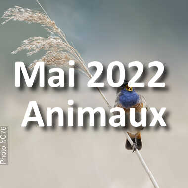 fotoduelo Mai 2022 - Animaux