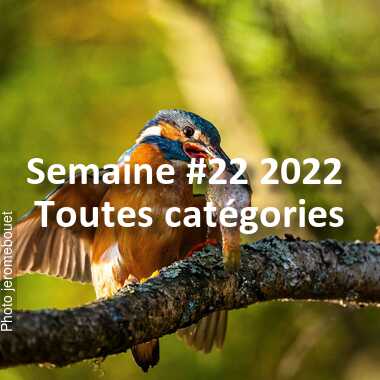 fotoduelo Semaine #22 2022 - Toutes catégories